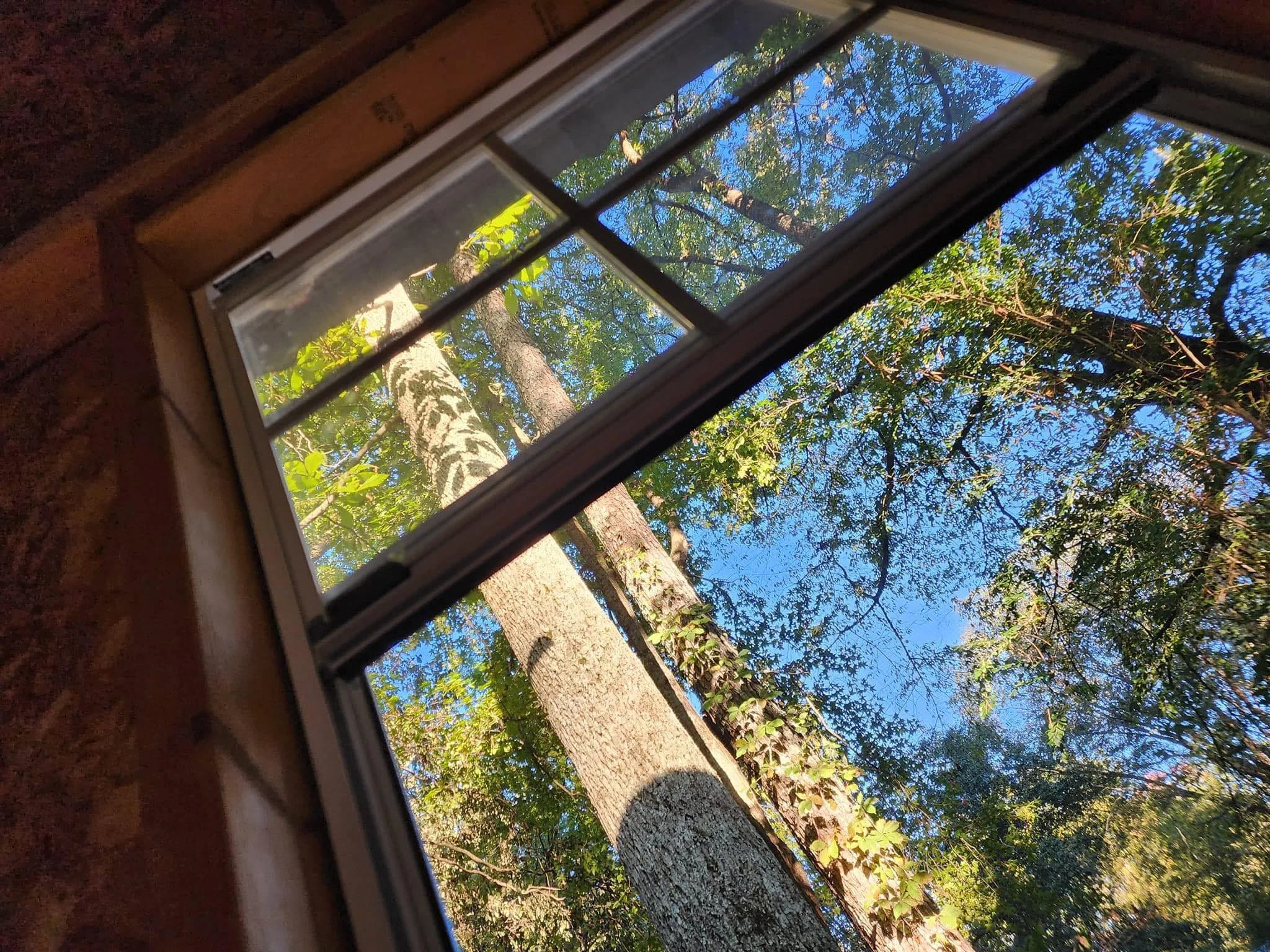 Blue cabin looking up.webp
