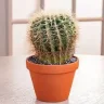 CactusJack