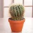 CactusJack